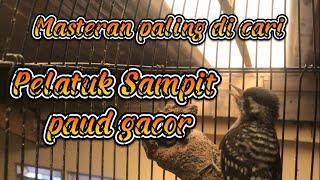 Pelatuk Sampit Paud Gacor/Masteran paling di cari