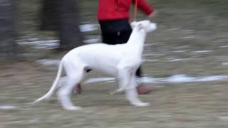 Estet Classic Englishman 4 months , first show training .