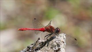 A Splendid Dragonfly: The Ruddy Darter