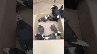 7 New Mukhi Pigeon || Mukhi Kabootar Video ||#Shorts