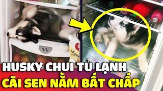 Ngáo Husky 'CHUI VÀO TỦ LẠNH' nằm cho mát còn bật lại con Sen không chịu ra  | Gâu Đần