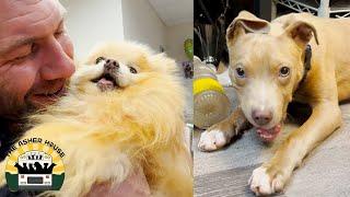 Mr. Poms is a medical disaster but we got him! We got his buddy too! | Lee Asher