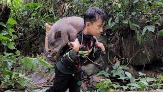 FULL VIDEO: 30 days The orphan boy khai completed the house and trapped the wild boar 