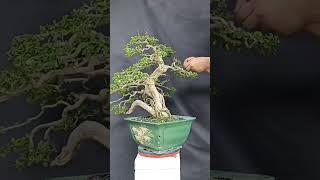 Tetap Setia Pada Proses #bonsai #bonsaitree #art #garden #wacang #bonsaipremna #Alhamdulillaah