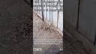 VIRAL BELATUNG BERSERAKAN DI WARUNG