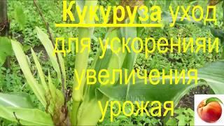 кукуруза советы как ускорить и увеличить урожай corn care как вырастить