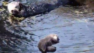 Cute Newborn Otter Being Groomed