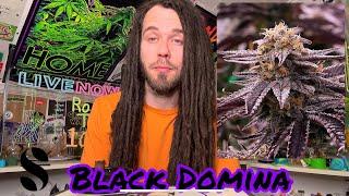 Black Domina Strain Review