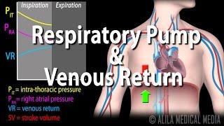 How Respiratory Pump Affects Venous Return, Animation.