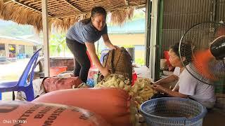 How to harvest bamboo shoots, the joy when her husband comes home |Chúc Thị Xuân