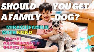 Best Family Dog? Mini Schnauzers are Hypoallergenic dogs to consider! #MiracleFamilie #FamilyVlog