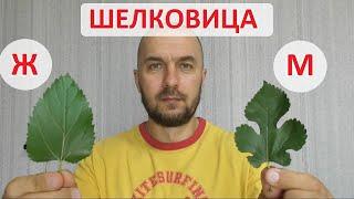 Шелковица - женское или мужское дерево. Определение по листам - возможно ли это?