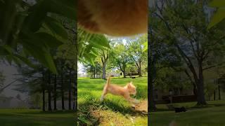 Cats with Cameras!  @insta360 #youtubeshorts #viral #cat #asmr #insta360catcam #insta360petcam