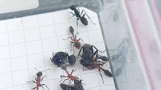 Epic Ant Battles 13. 5x5 Tetraponera rufonigra (Thailand) vs Camponotus vagus (Italy) 24.09.2023