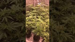 Week 2 of flower with the electric sky es300 v2