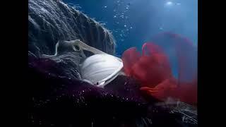 [4K 60FPS] Advertising Ariston Aqualtis - Underwater world