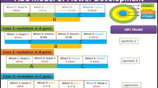 ABC Model of Flower Development