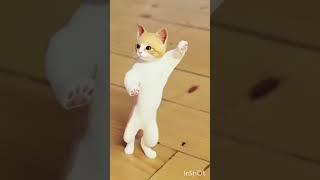 cute cat dance ️#finnyvideo #cute#shorts #viral #shortfeed #ytshorts #creativeshorts908#viralvideo