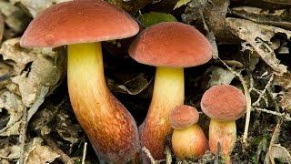 Foraging, Boletus sensibilis and Boletus bicolor