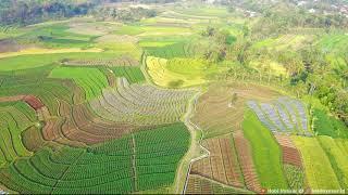 Indonesia Nature - Rice field Central Java Drone View 4k Relaxing Video