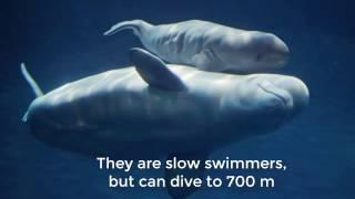 Informative Documentary Of Rare Beluga Whale.