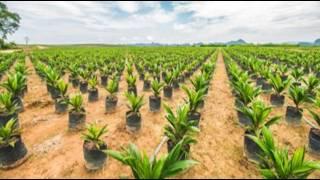 How Oil Palm Seedlings Are Nursed By Farmers | Frenat Farms
