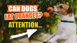 ¿Can DOGS EAT ORANGES? ¡The Truth!