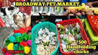 ₹500 hand feeding chicks|Chennai Broadway pet market|Pet market in chennai|Cheapest pet market India
