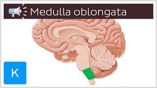 Medulla oblongata | Anatomical Terms Pronunciation by Kenhub