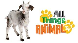 * GOAT * | Animals For Kids | All Things Animal TV