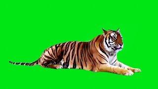 Real Tiger on Green Screen | Green Screen Animals - Free