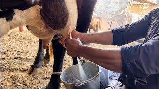 Live cow  milking || Top milking speed by hand  #milk #cow_milking @dairyvloge8514