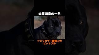 その正体は最強？最恐？最狂？[ピットブル雑学] 犬界四皇Part2