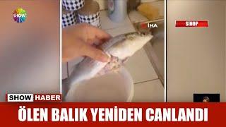 Ölen balık yeniden canlandı