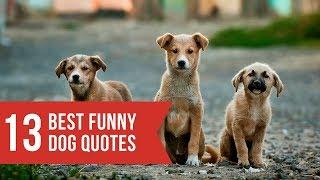 Funny dogs and dog quotes