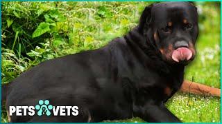 Sweet Overweight Rottweilers In Urgent Need Of New Home | Dog Rescuers Marathon | Pets & Vets