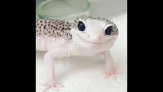 Cute gecko edit