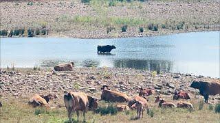 ‼ Las vacas se bañan en el pantano del Ebro ‼