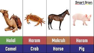 Halal and Haram animal meat in Islam