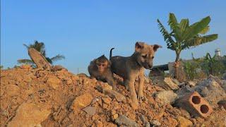 The cameraman follows the activities of baby monkey Nahu and puppy Kiki