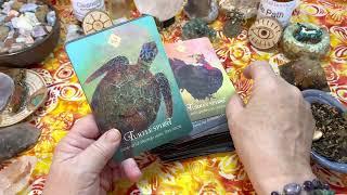 The Spirit Animal Oracle by Colette Baron Reid Deck Flip Through #spiritanimal #spiritanimalguide