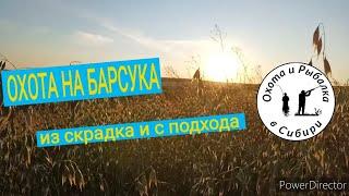 Охота на барсука из скрадка и с подхода.