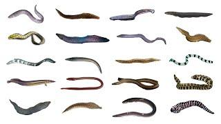 Types of Eels | 20 Different Types of Eels #eels #fish #fishspecies