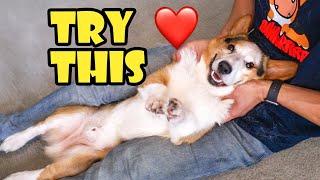 How I Take Care of My Senior Corgi - Dog Routine || Life After College: Ep. 767