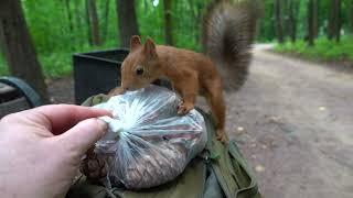 Ушастик, шишка и другая белка / Ushastik, cone and another squirrel