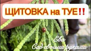 ЩИТОВКА на ТУЕ‼️Наконец то нашла в Реале и покажу как выглядит.