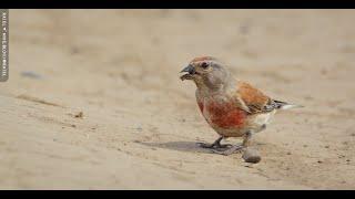 The common linnet (Linaria cannabina)