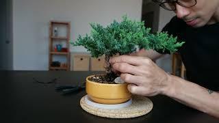 Trimming and shaping Bonsai Tree for the first time /w calming music