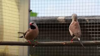 Long-tailed Finches introduced in the aviary