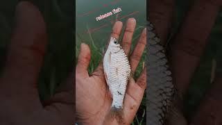 release fish fishing video video  #shorts #viral #youtubeshorts #tiktok#